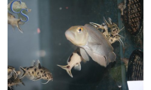 Lamprologus callipterus